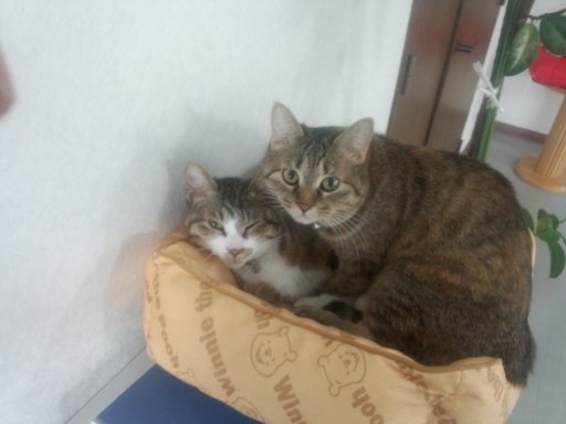 シロアシくんとミーちゃんの写真