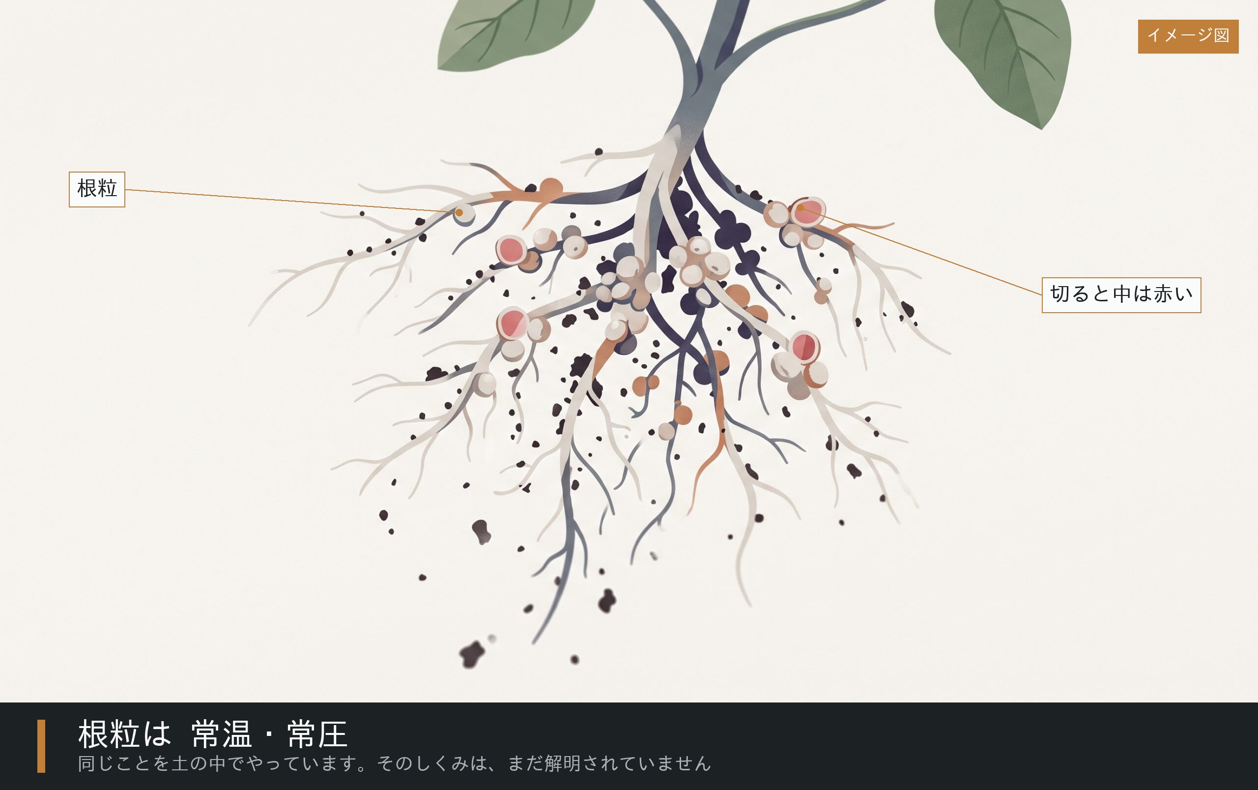 マメ科の植物の根と根粒のイメージ図。細い根に沿って丸い粒が連なり、土がついたまま持ち上げられている
